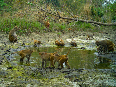 group of gray langurs congregater at watering hole in Khata Corridor