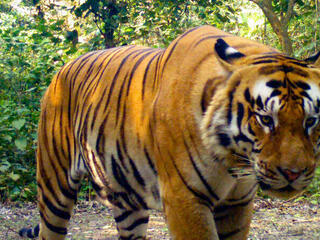 camera trap image of a tiger in the Khata Corridor
