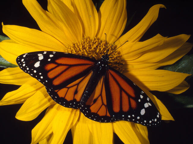 peligroso evitar Condición Mariposa monarca | Historias | Descubre WWF