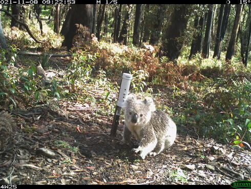 A koala captured by a camera trap on a sunny day