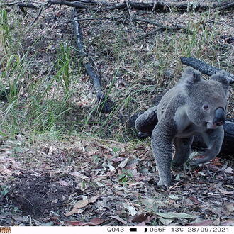 A camera trap image shows a gray koala walking on the ground toward the left edge of the frame