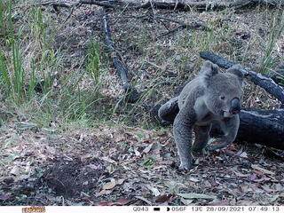 A camera trap image shows a gray koala walking on the ground toward the left edge of the frame