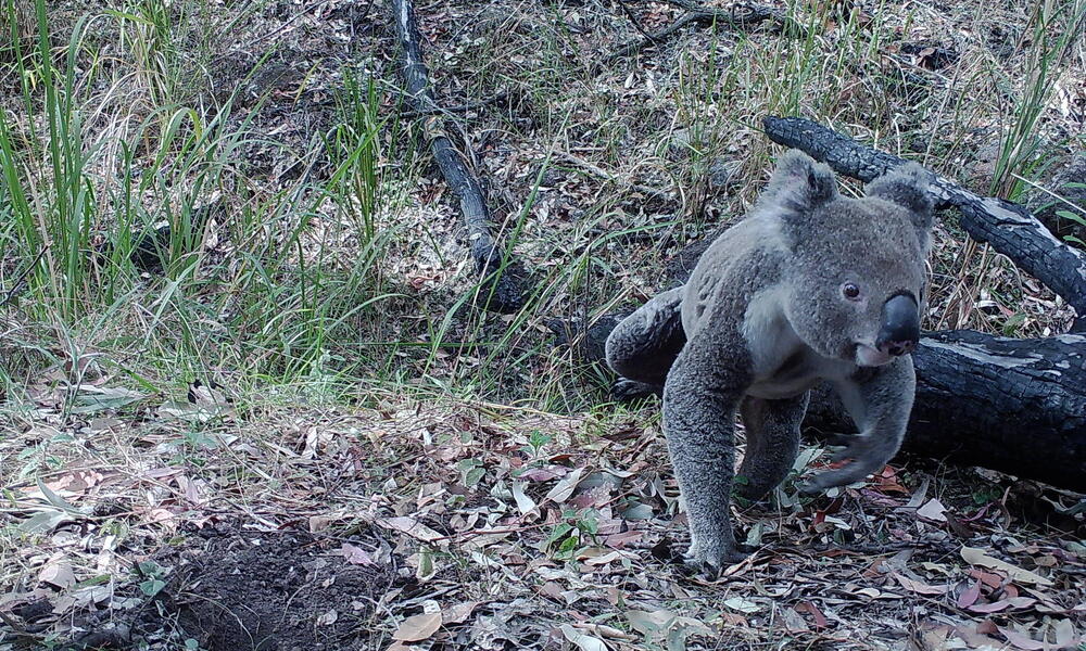 A camera trap image shows a gray koala walking on the ground toward the left edge of the frame
