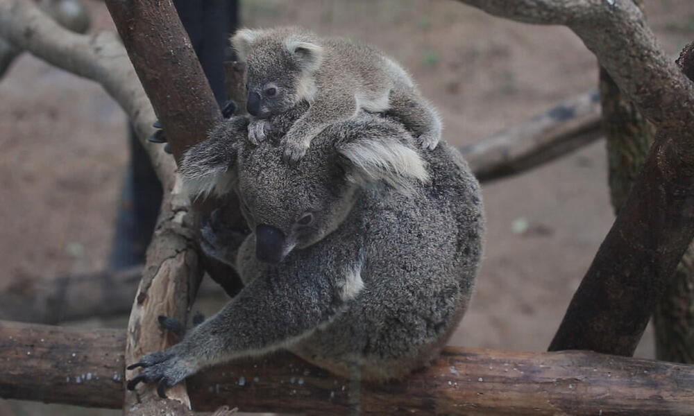 Koala - WWF-Australia, Koala