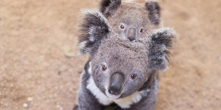 A mother koala sits on the ground peering up at the camera. Her joey sits on her back.
