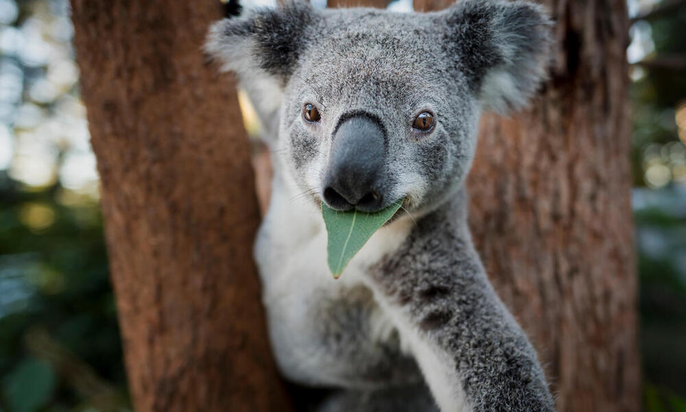 East-coast koalas newly listed as endangered | Stories | WWF
