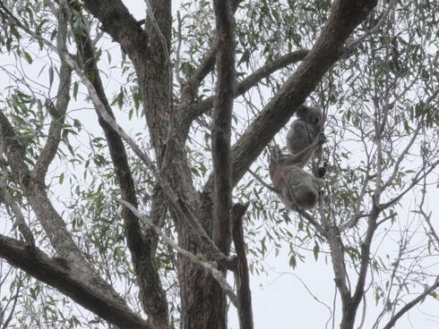 First koalas, mother and joey, found by detection dogs in Maryvale