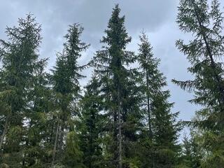 Tall trees and sky