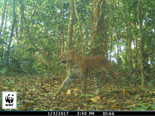 Leopard (Panthera pardus) captured on a camera trap in Kui Buri, Thailand