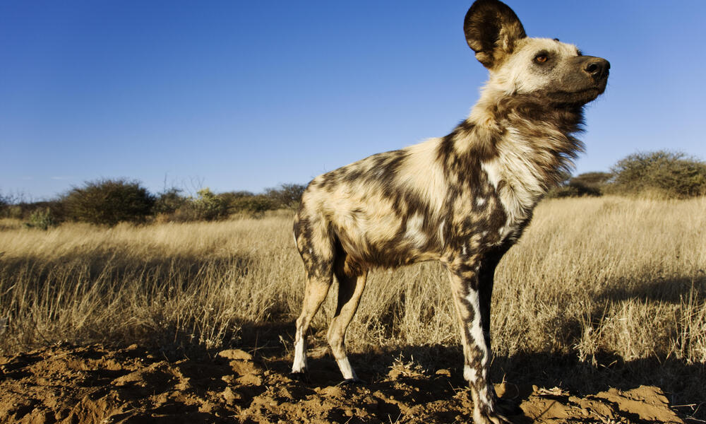 African Wild Dog | Species | WWF