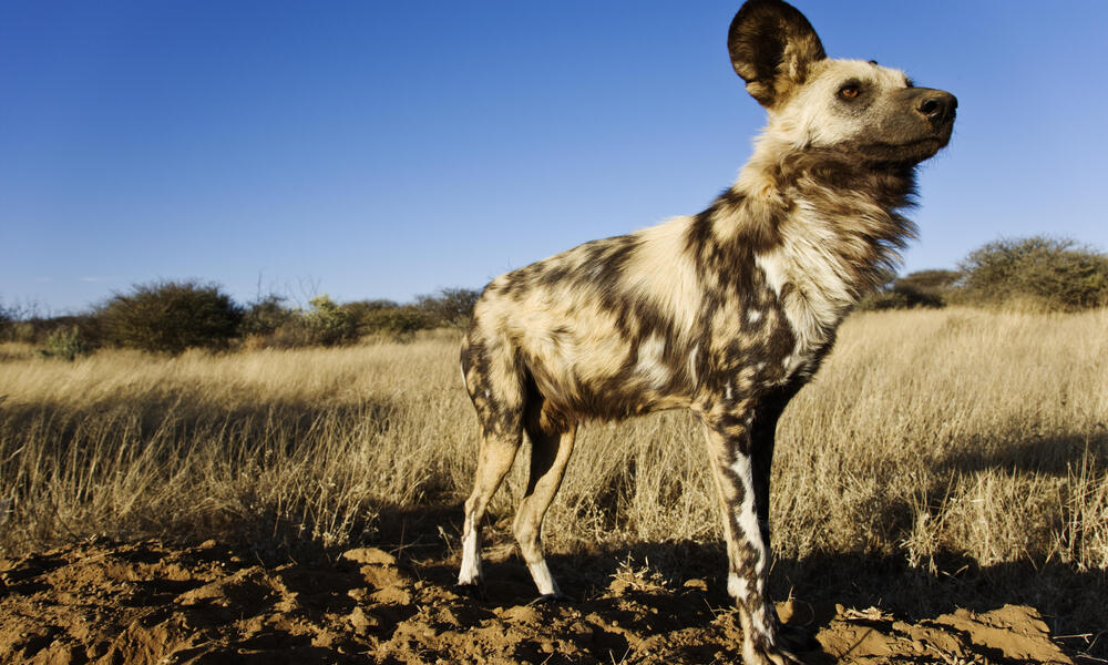 what is a group of african wild dogs called