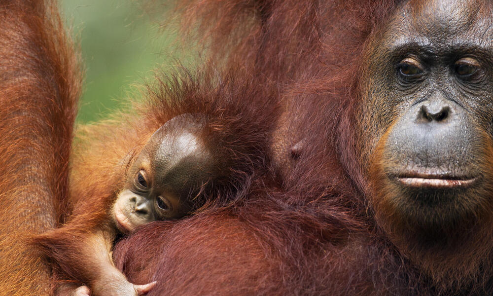 Portrait of a Baby Orangutan. Close-up. Indonesia. the Island of