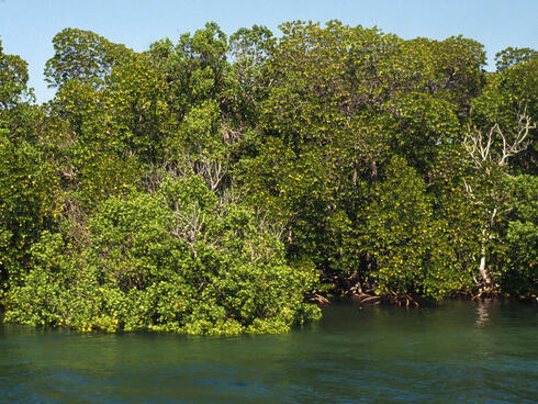 A mangrove forest in Kenya