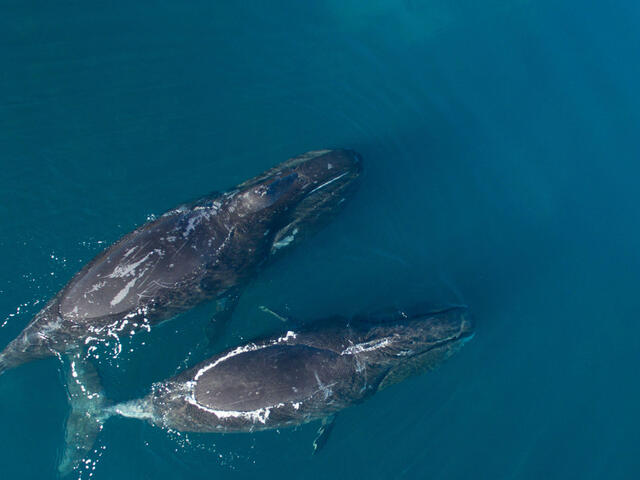 Two bowhead whales swim in the ocean shot from above