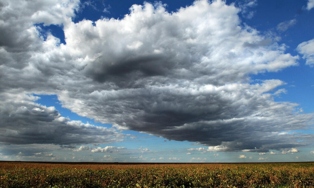 Is Soy Bad for the Environment?