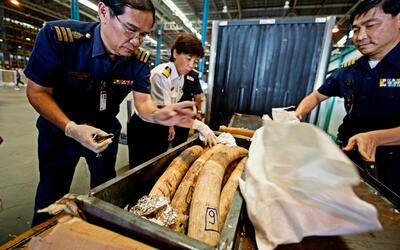 Law enforcement officials confiscating elephant tusks
