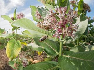 A bee flying towards a milkweed plant with light pink small clustered flowers