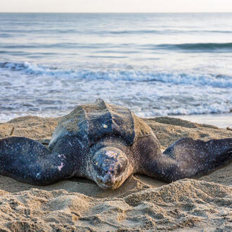 A large leatherback turtle sits on the beach with the ocean behind it