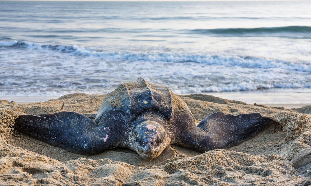 A large leatherback turtle sits on the beach with the ocean behind it