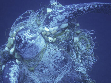 Underwater sea fishing net gillnet on the seabed Stock Photo by