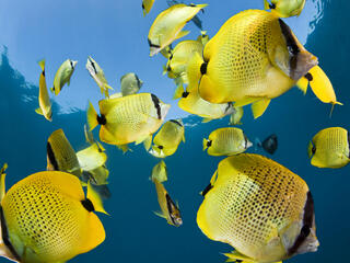 lemon butterfly fish