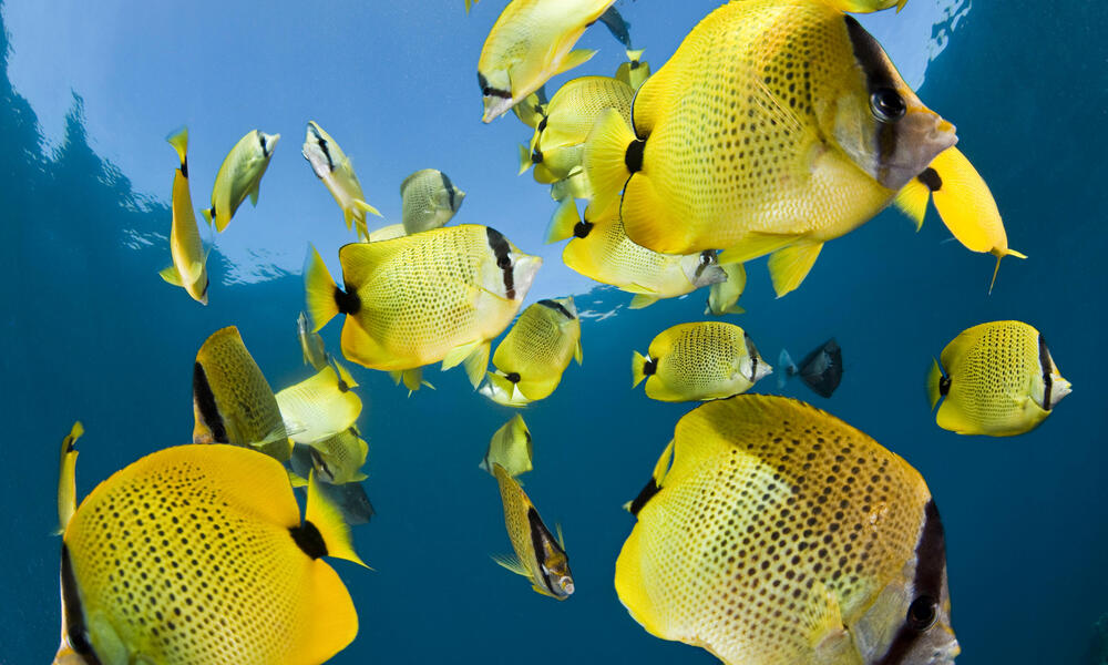 lemon butterfly fish