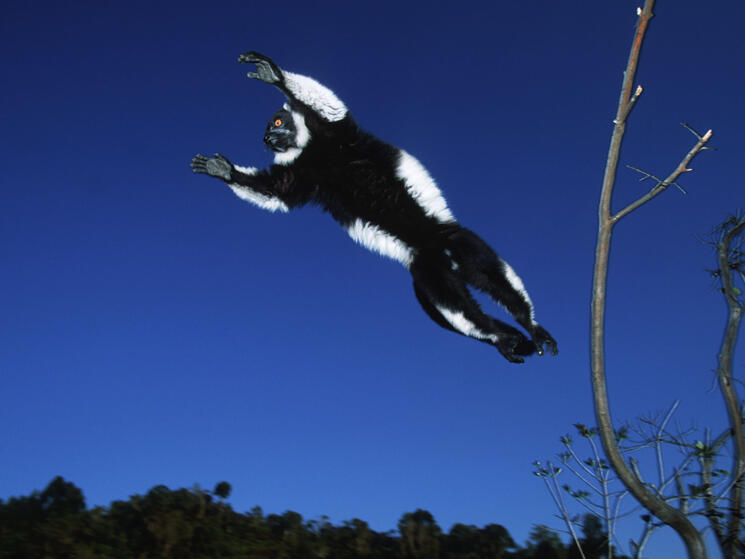 Eleven Leaping Lemur Facts | Blog Posts | WWF