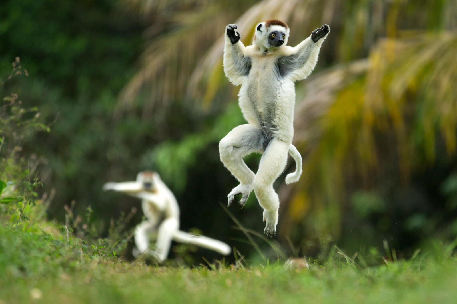 In Madagascar, community members help protect a rare lemur | Magazine ...