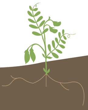 Lentil plant