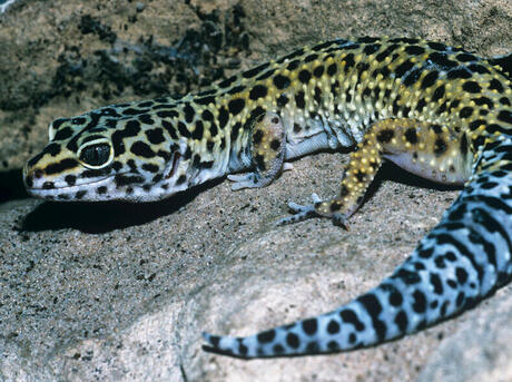 Leopard gecko with its iconic spots looks to the left.