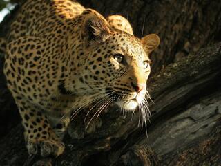 Leopard in Tree