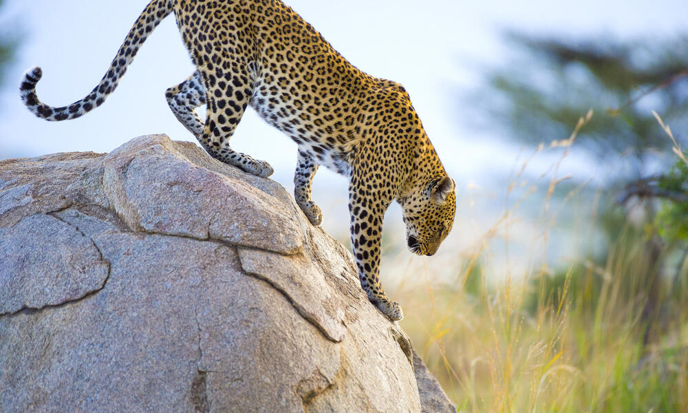 Leopard on a rock