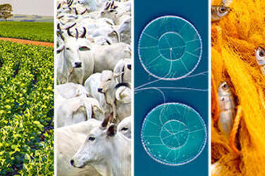 Field, cows, ocean nets, fish