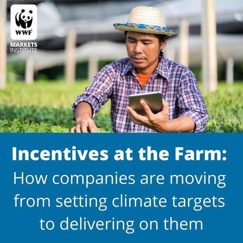Square social share image for LinkedIn of a farmer with text underneath that says 'Incentives at the farm: how companies are moving from setting climate targets to delivering on them'