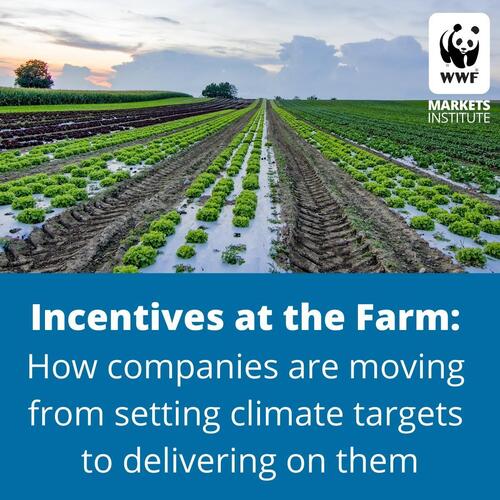 Square social share image of rows of crop with text 'incentives at the farm: how companies how companies are moving from setting climate targets to delivering on them'