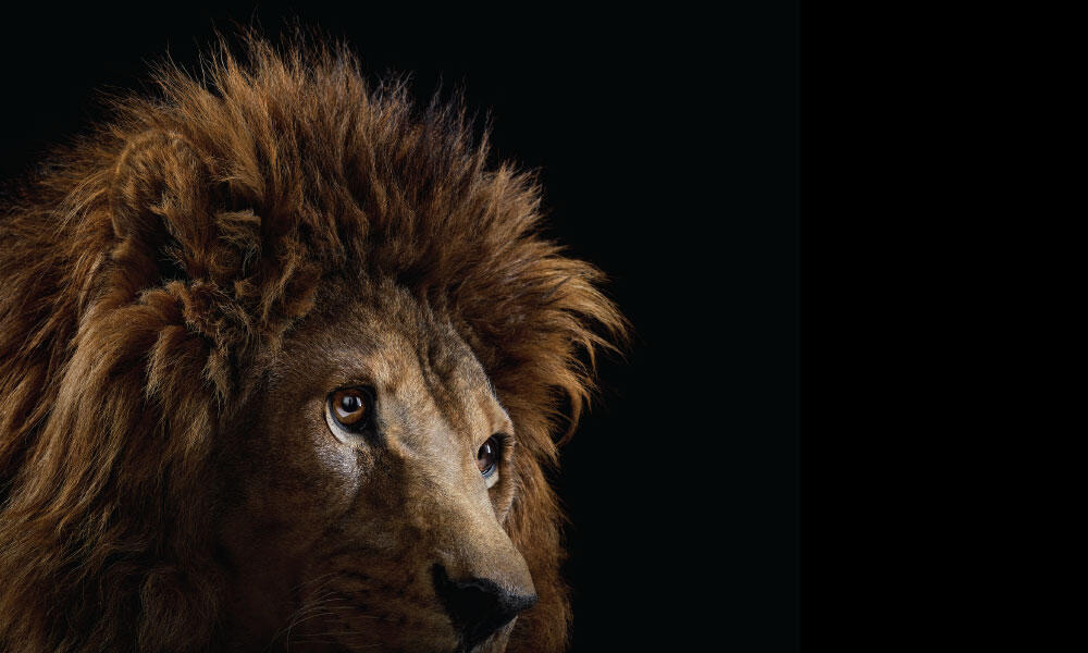 Lion #3 by Brad Wilson