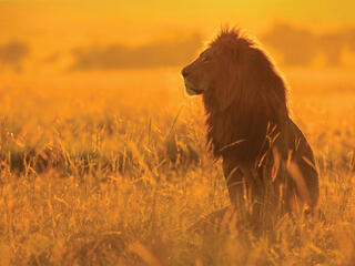 Lion in sunlight