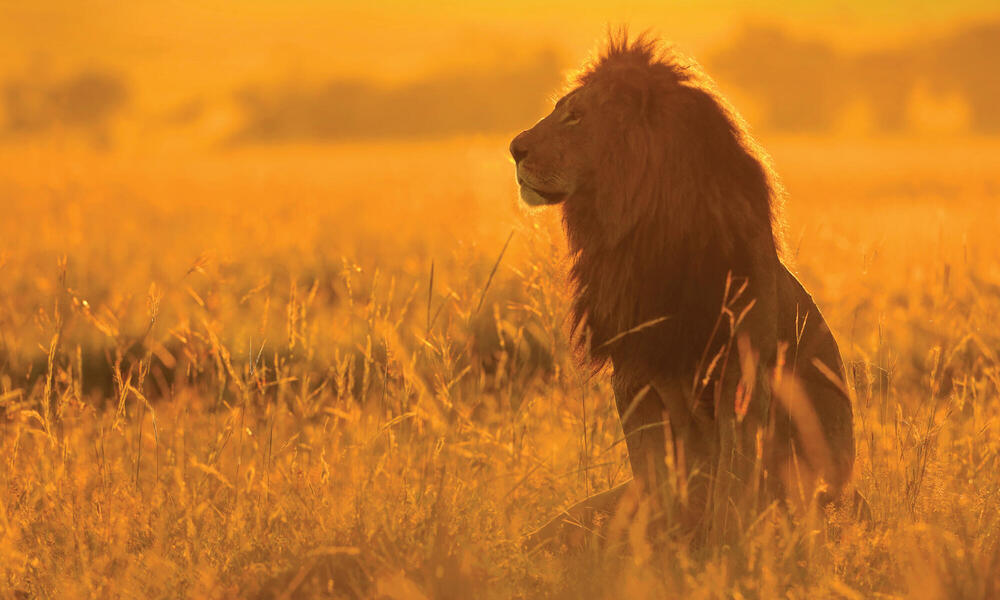 Lion in sunlight
