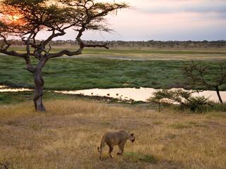 lion walking