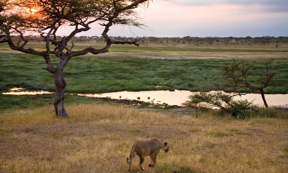 lion walking