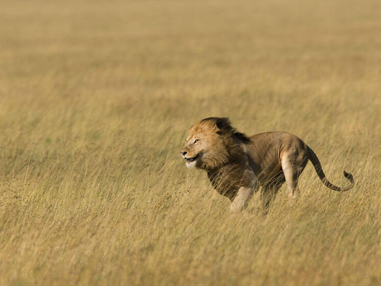 Lions: Facts, behavior and news