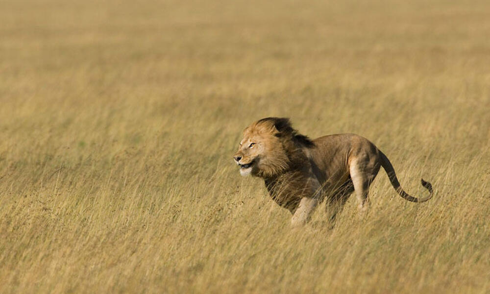 african lion pride with male