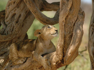 lion in tree
