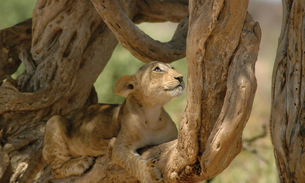 lion in tree