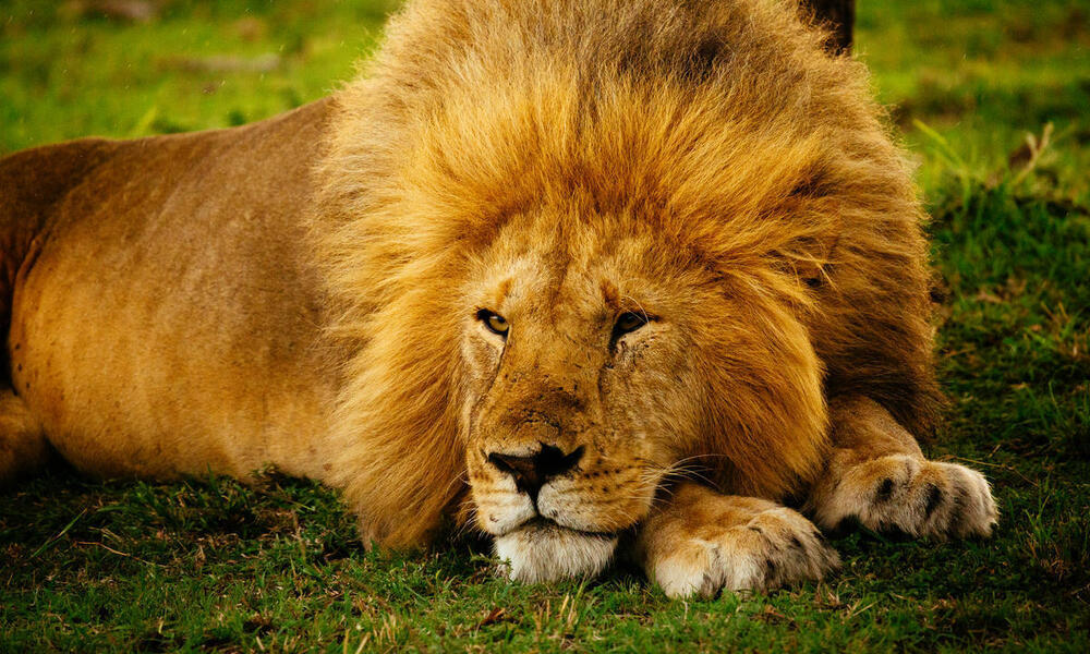 A lion lies on the grass under the rain