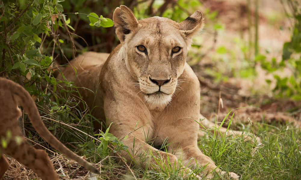 Why do male lions roar? - African Safaris Ltd