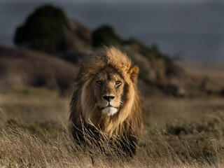 Portrait of a large male lion standing in tall tan grass