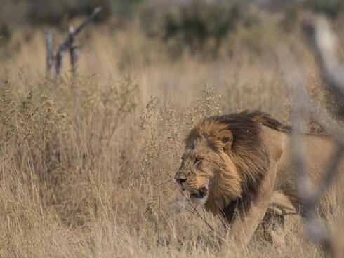 Male lion (Panthera leo) walking in Zambia, Africa.
