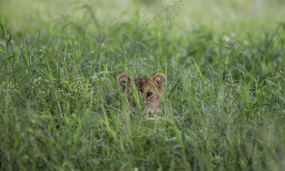 Lion cub hiding behind the long grass. 