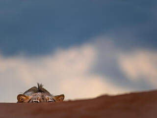 Lion cub peeking over dune